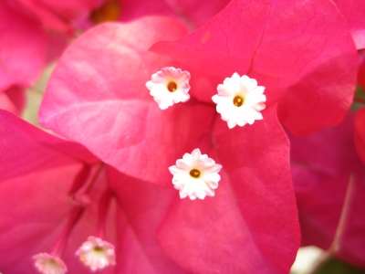 Bougainvillea
