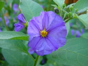 Kartoffelblume – Kartoffelstrauch