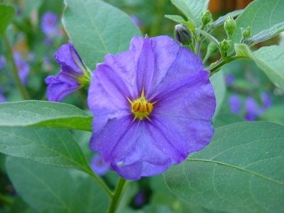 Kartoffelblume – Kartoffelstrauch