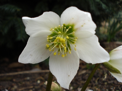 Christrose
