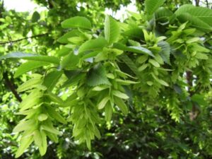 Hainbuche
