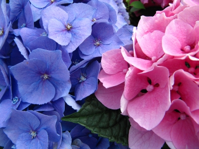 Hortensie