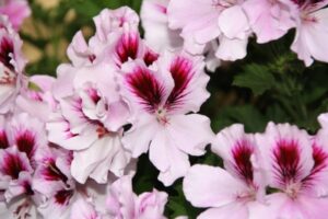 Geranie – Pelargonie