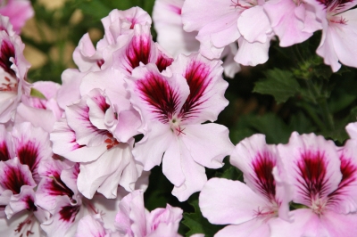 Geranie – Pelargonie