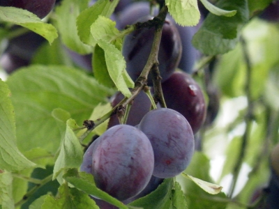Pflaumensorten