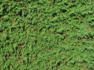 Thuja – Lebensbaum