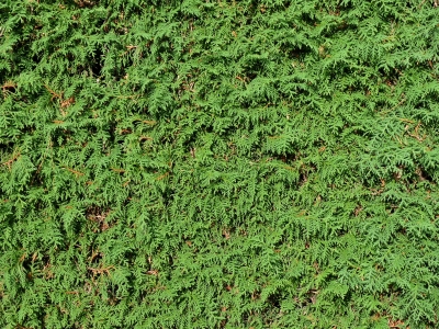 Thuja – Lebensbaum
