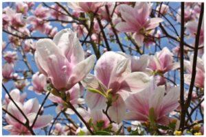 Magnolie