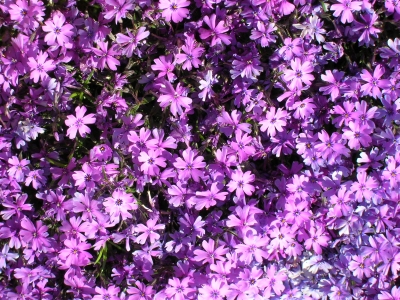 Polsterphlox – Teppichphlox