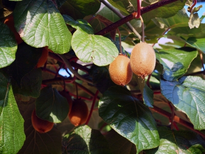 Kiwi