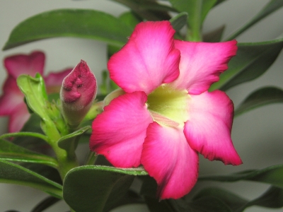 Wüstenrose
