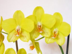 Phalaenopsis