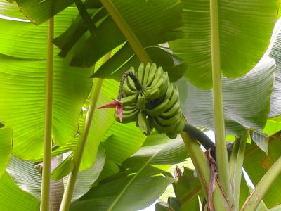 Japanische Faserbanane