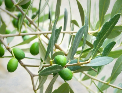 Olivenbaum