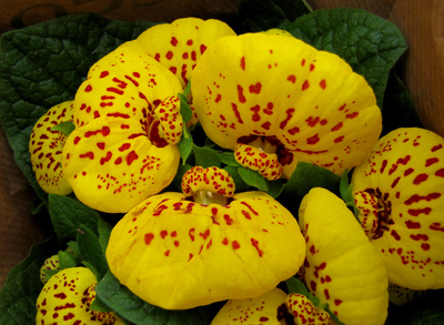 Pantoffelblume