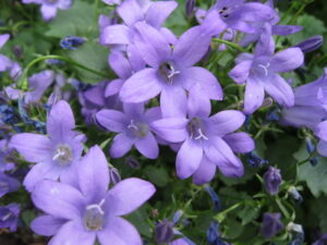 Glockenblume