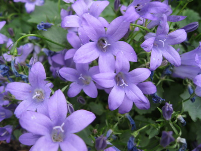 Glockenblume