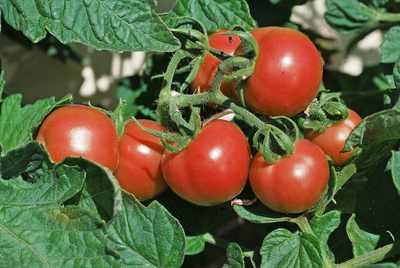 Tomate