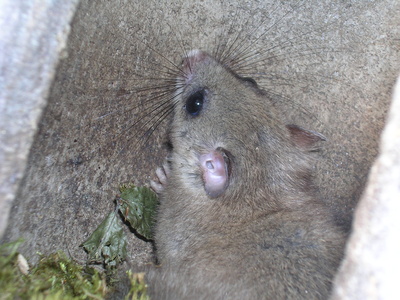 Siebenschläfer