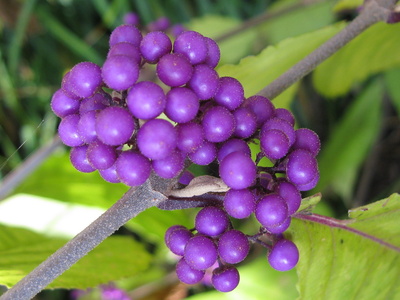 Liebesperlenstrauch – Schönfrucht