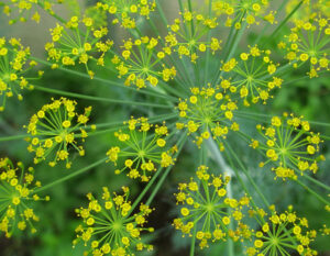 Dill