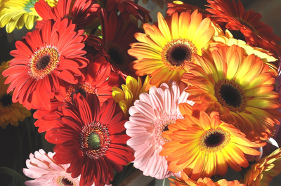 Gerbera