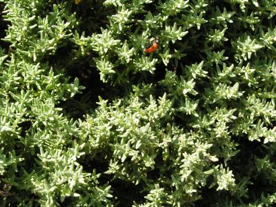 Thymian