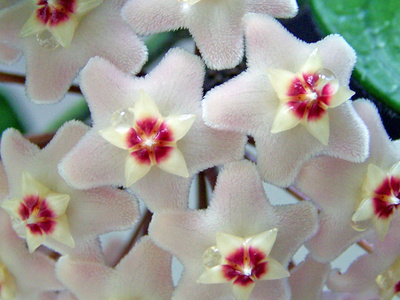 Wachsblume