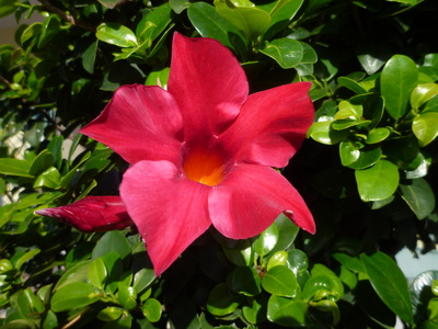 Dipladenia – Mandevilla