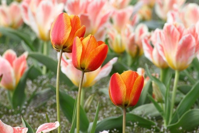 Tulpe