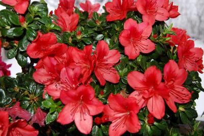 Japanische Azalee – Gartenazalee