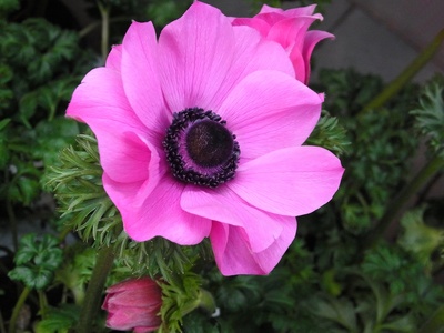 Anemone
