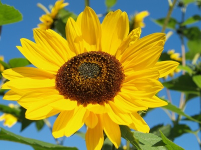 Sonnenblume