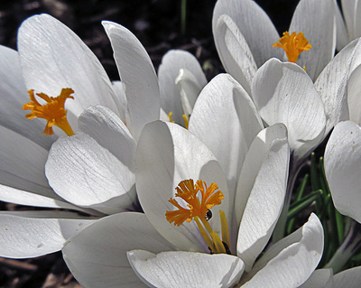 Krokus