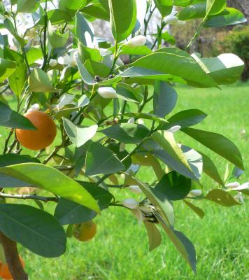 Kumquat