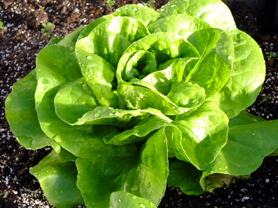 Kopfsalat