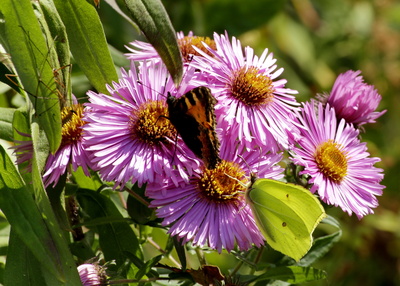 Herbstaster
