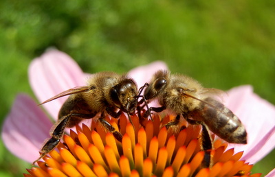 Bienenfreundliche Pflanzen