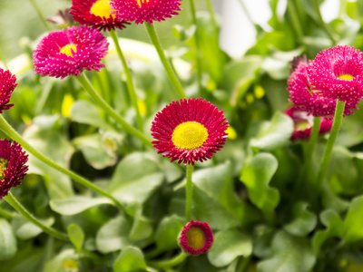 Gänseblümchen – Bellis perennis