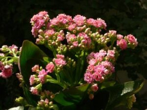 Flammendes Käthchen