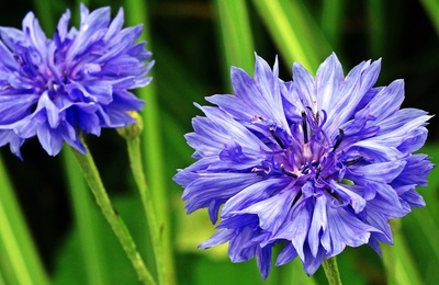 Kornblume