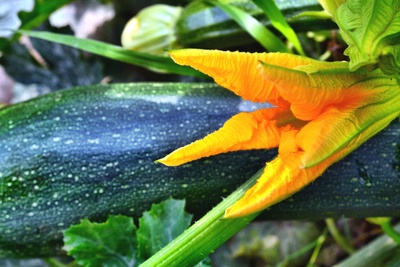 Zucchini
