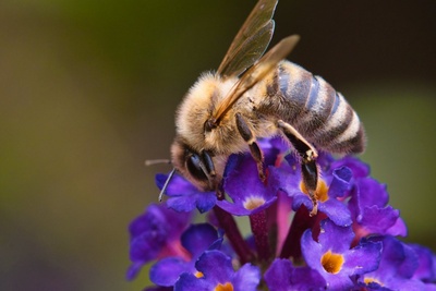 Bienenfreundliche Pflanzen nach Blütezeit