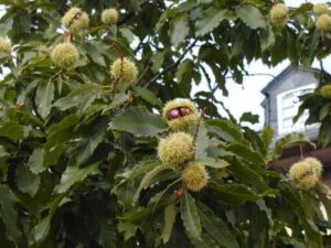 Gartenbäume, die dem Klimawandel trotzen: die Esskastanie