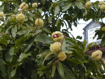 Gartenbäume, die dem Klimawandel trotzen: die Esskastanie