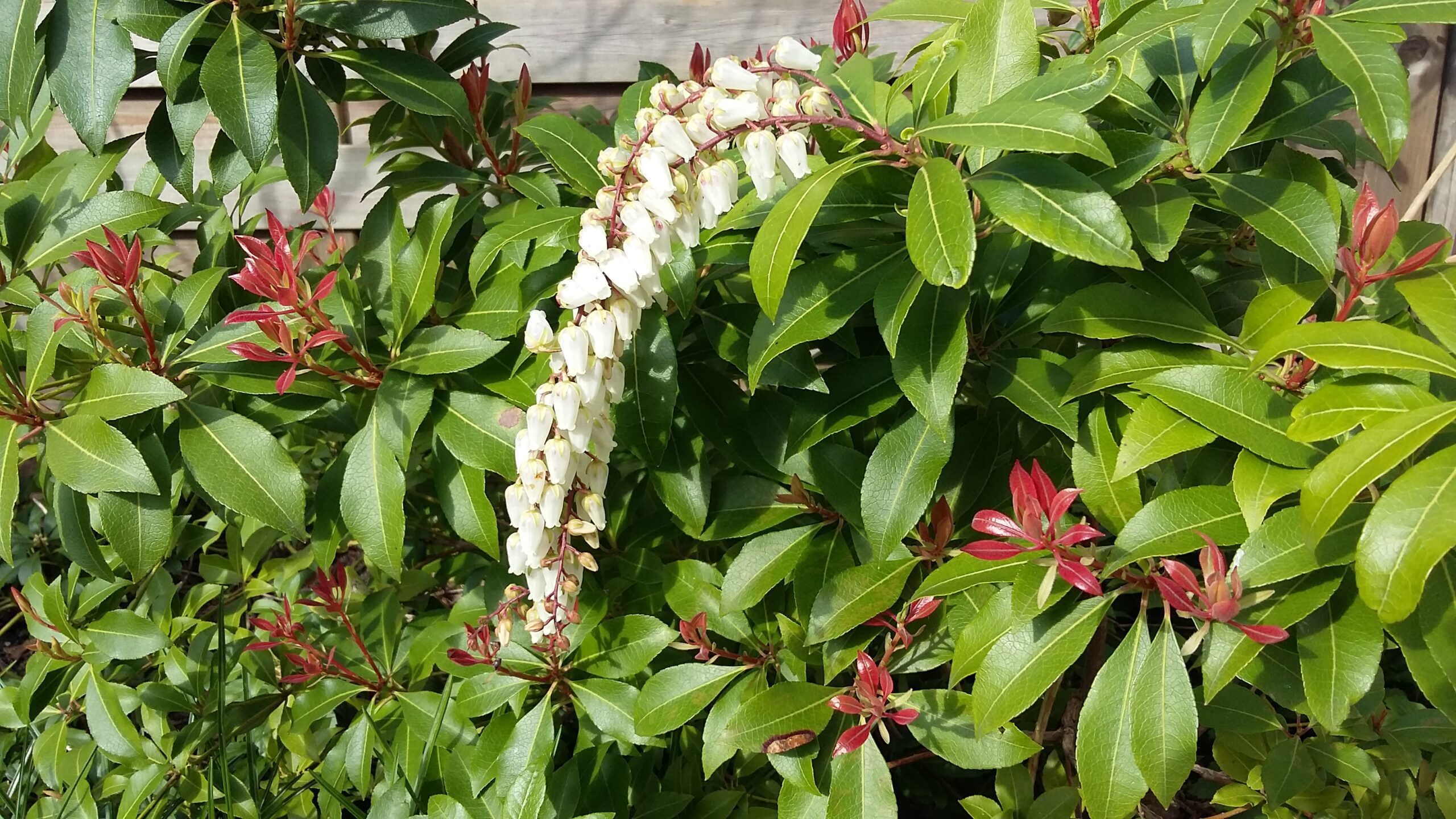 Pieris – Lavendelheide