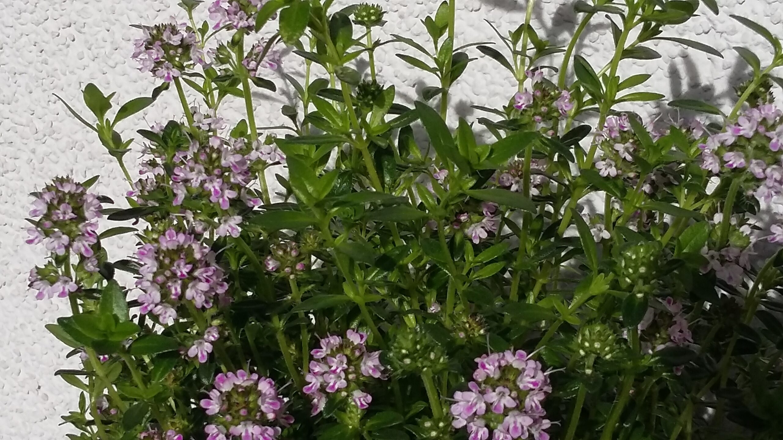 Bohnenkraut