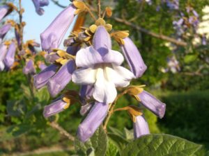 Gartenbäume, die dem Klimawandel trotzen: der Blauglockenbaum