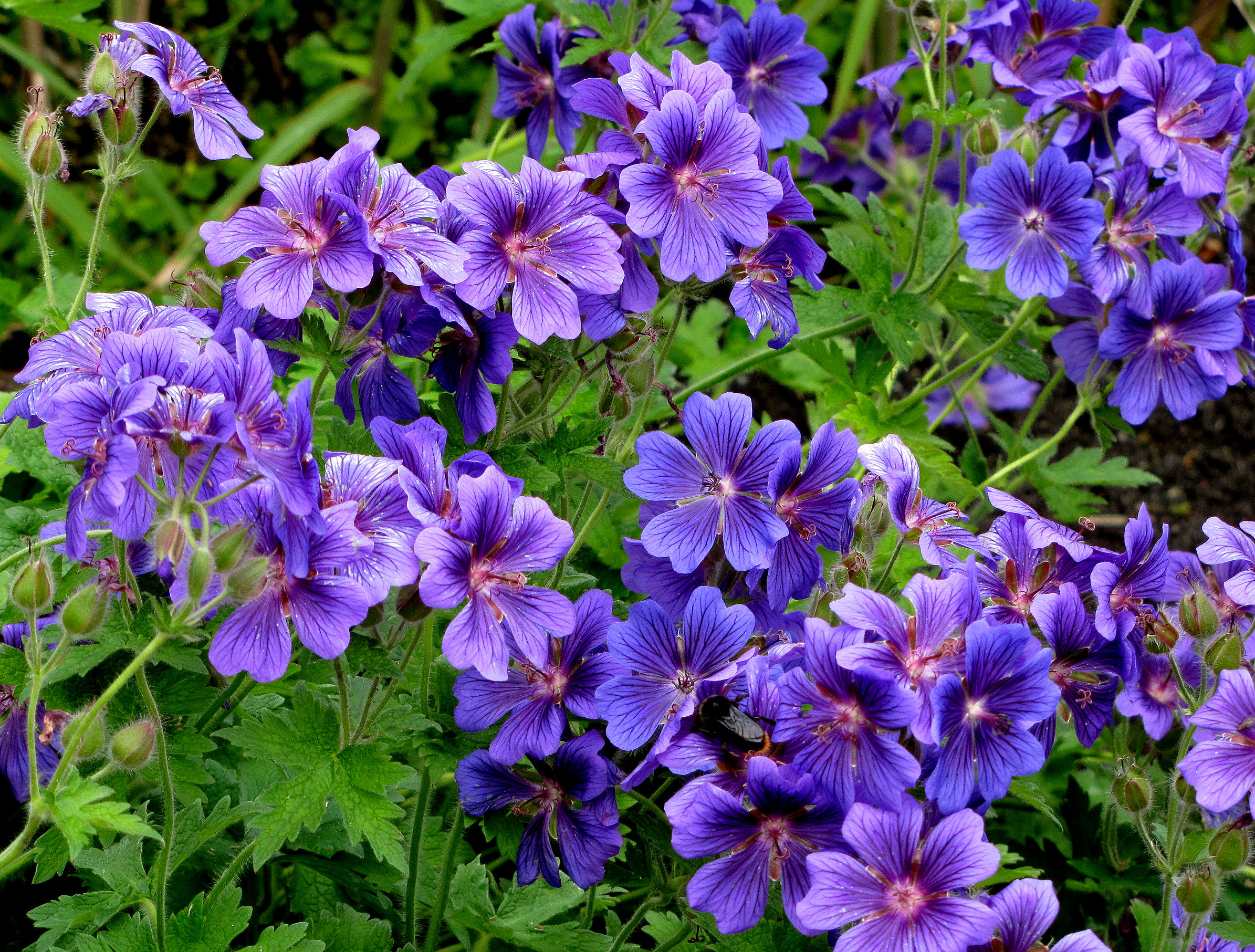 Schneckenresistente Blumen und Stauden