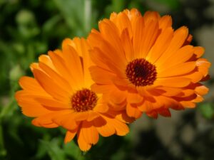 Ringelblume